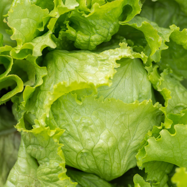 Butterhead Lettuce Green