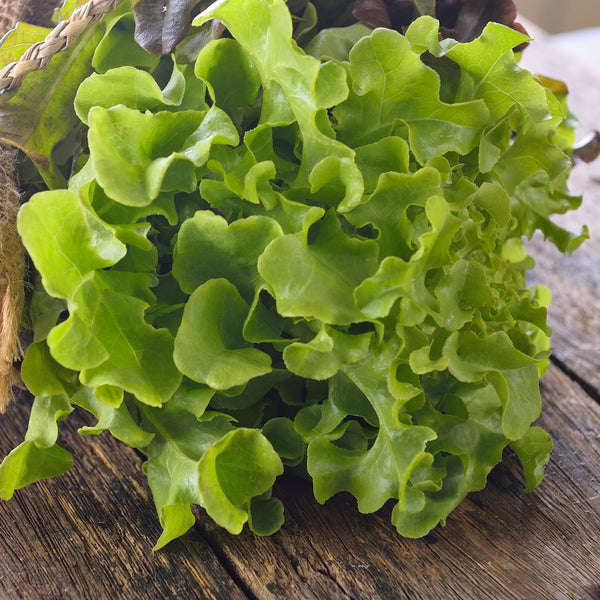 Bauer Green Oak Leaf Lettuce