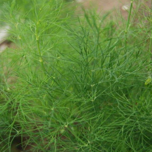 Organic Dill 'Greensleeves'