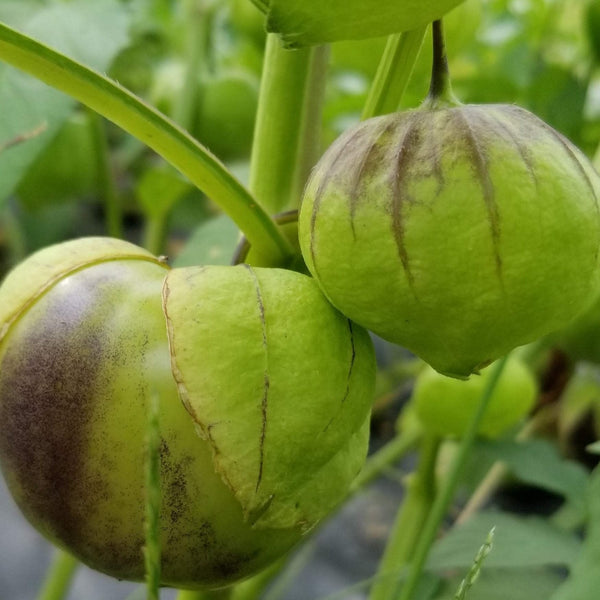 Tomatillo Mix Organic