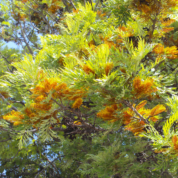 Silky Oak