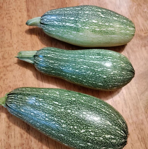 Courgette grise bio