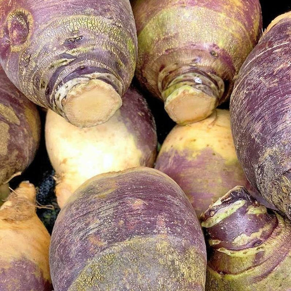 Rutabaga 'Joan'