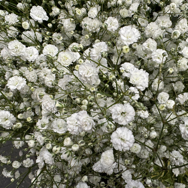 Gypsophile 'Paniculée'