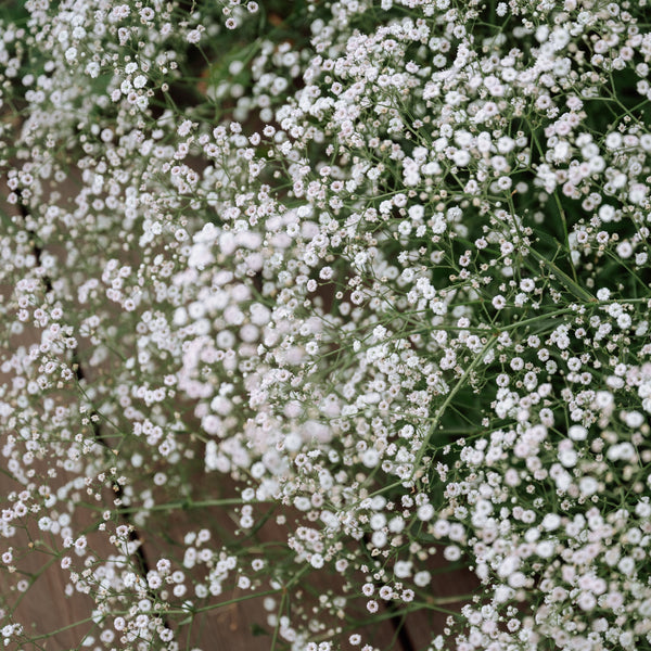 Gypsophila 'Covent Garden Baby's Breath'