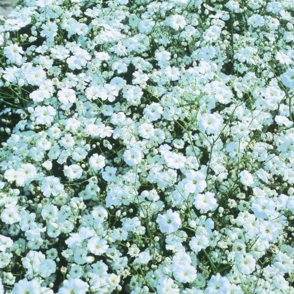 Gypsophile Covent Garden White