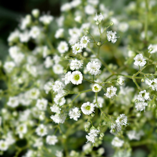 Gypsophile 'Snowflake White'