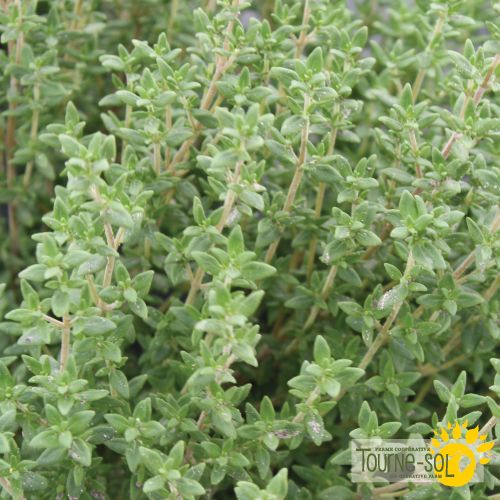 Thyme