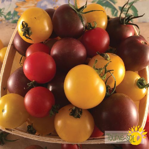 Cherry Tomatoes Mixed