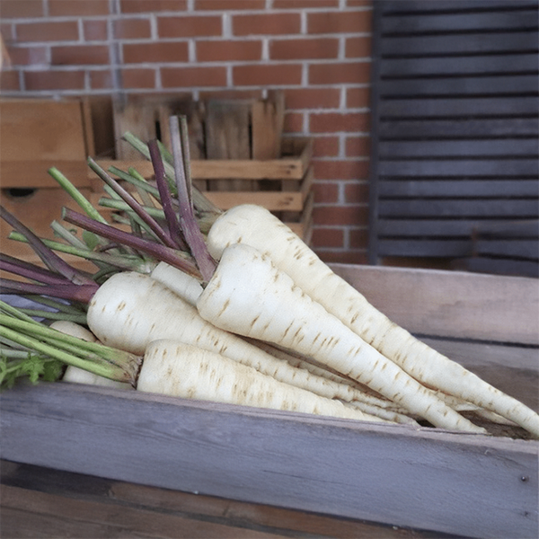 Organic 'Halblange' parsnip