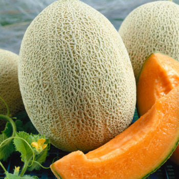 Cantaloupe 'Hale's Best'