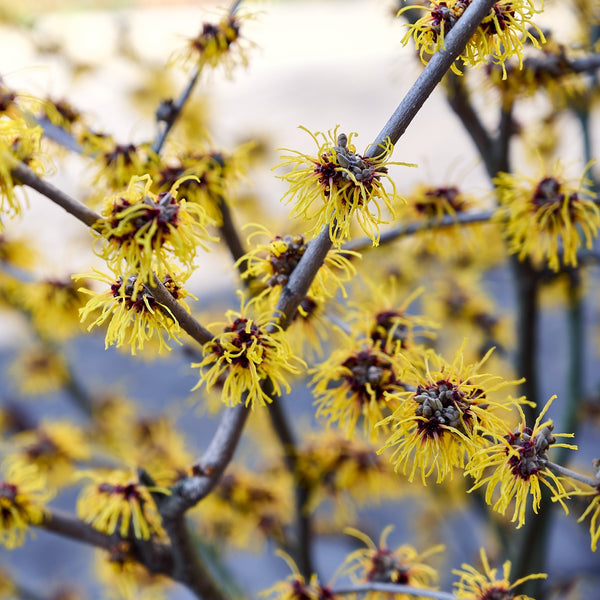 Witch Hazel