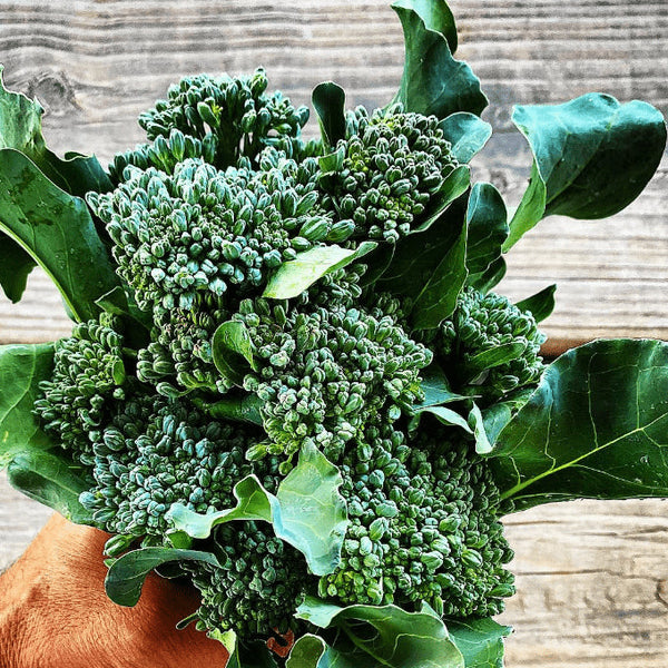 Broccoli 'Happy Rich' organic