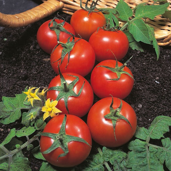 Tomato 'Harbinger' Organic