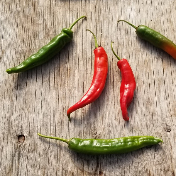 Hot pepper 'Hariali' organic