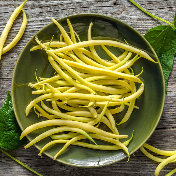 Bush Bean Sunburst