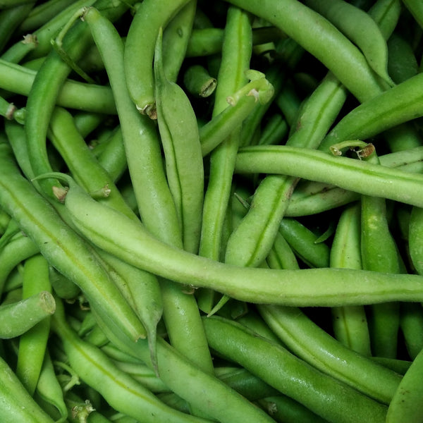 Dwarf bean 'Provider'