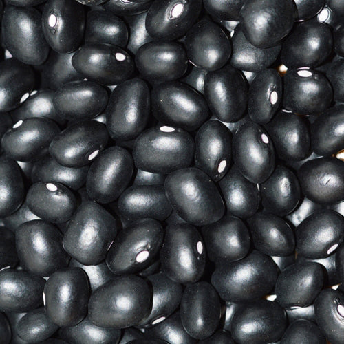 Organic 'Hopi Black' Dry Bean