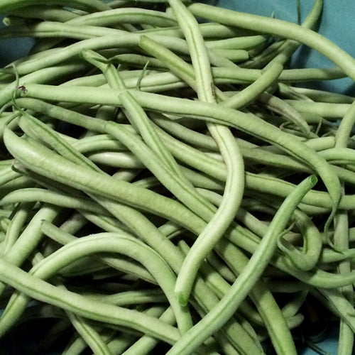 Organic Dwarf Bean 'Maxibel'