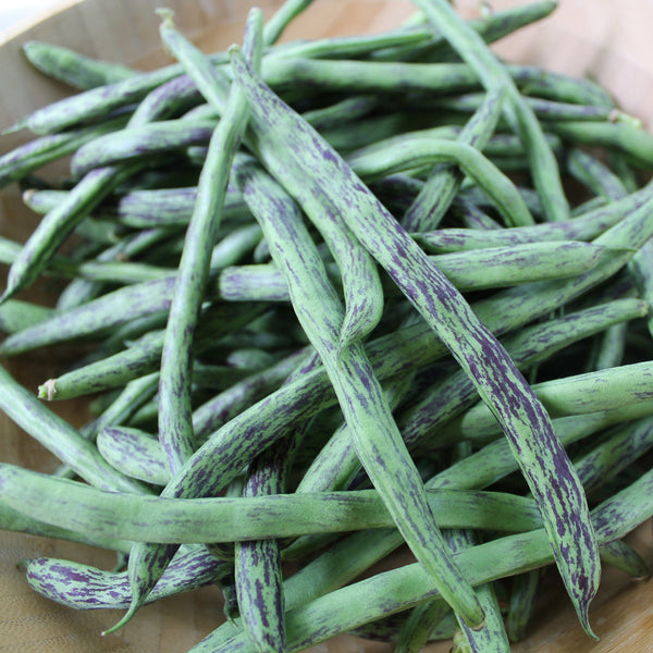 Organic 'Rattlesnake' climbing bean