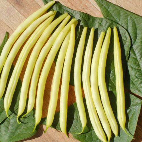 Organic dwarf bean 'Beurre de Rocquencourt'