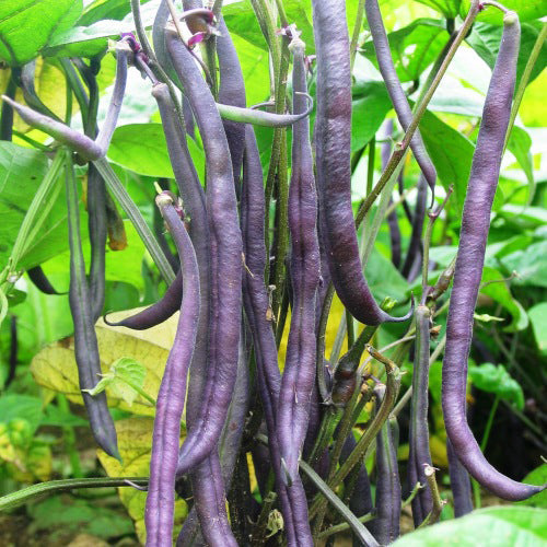 Organic Dwarf Bean 'Royal Burgundy'