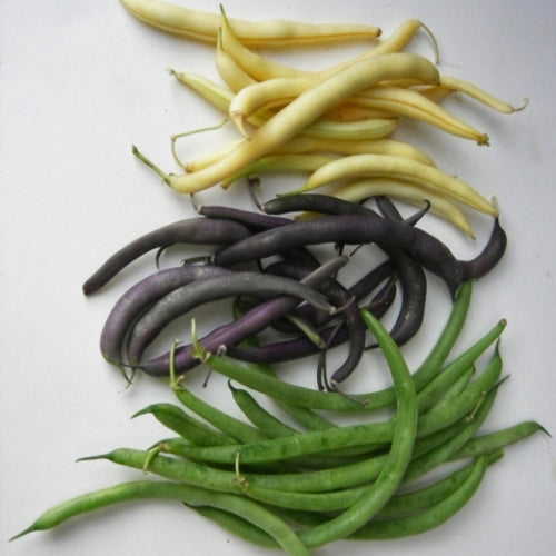 Organic Dwarf Bean Mix