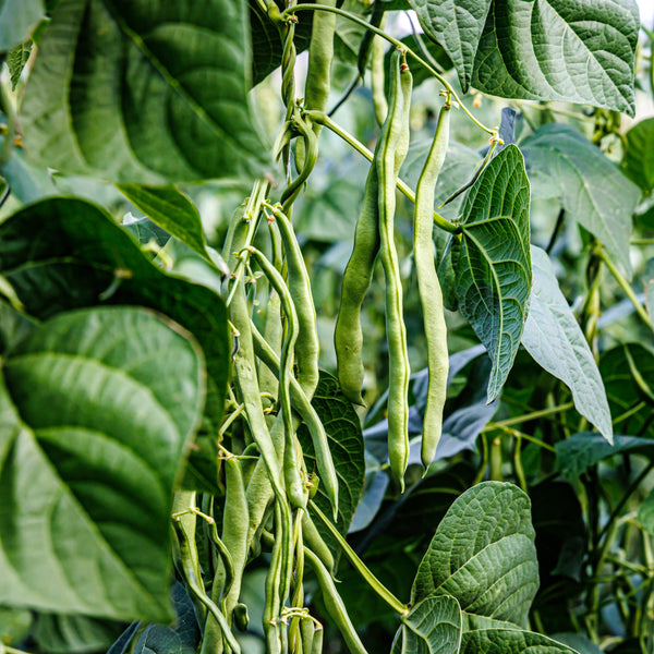 Green Pole Bean