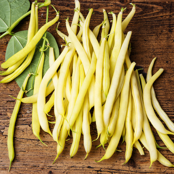 Yellow Bean 'Gold Rush'