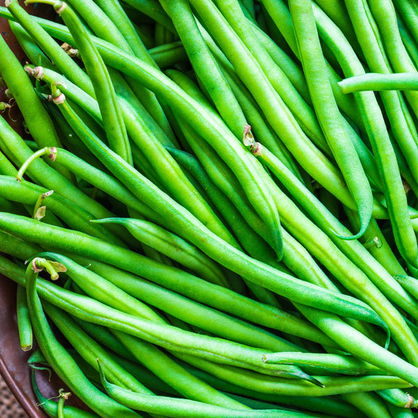 Stringless Bush Bean Tendergreen 