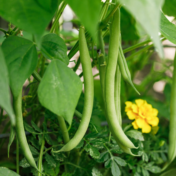 Haricot vert 'Mascotte'