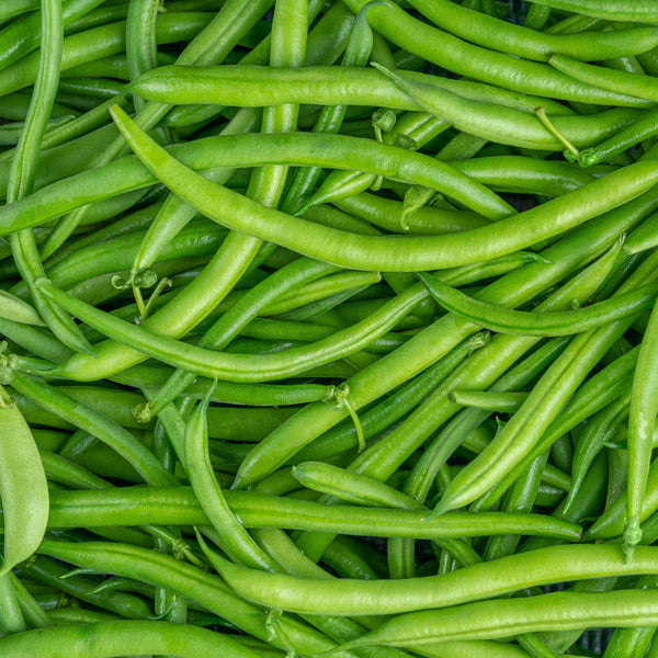 Haricot vert 'Sybaris'