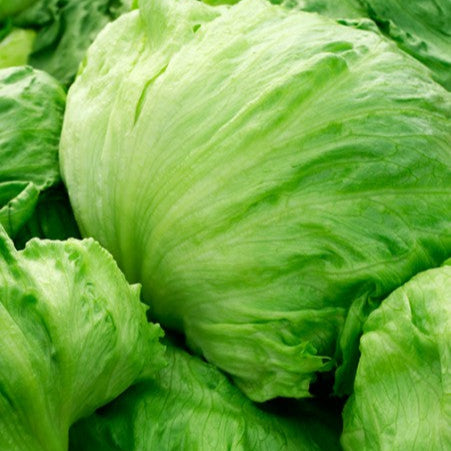 Head lettuce 'Signorinella'