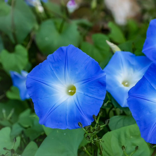 Gloire du matin Heavenly Blue