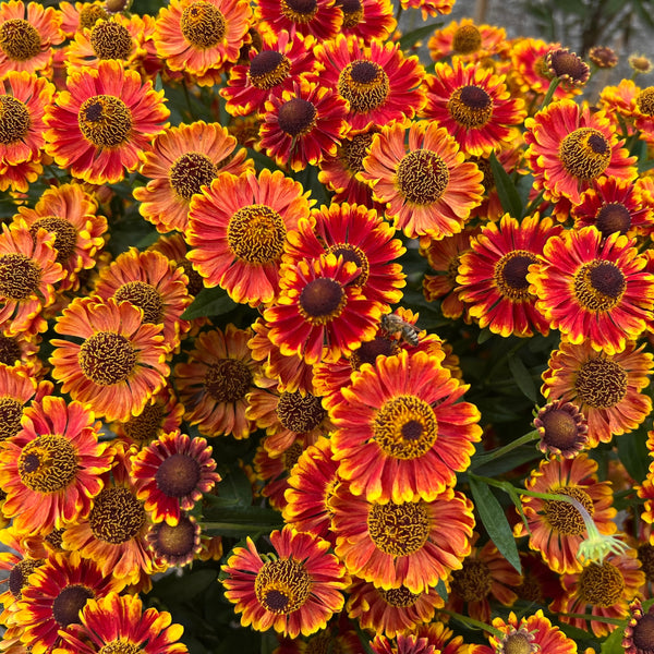 Helenium 'Red Shades'