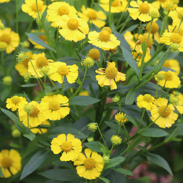 Swamp Sunflower