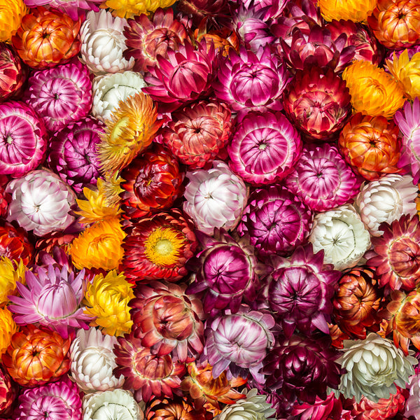 Strawflower 'Mixed Colors'