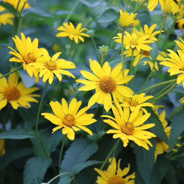 Tournesol Oxycèdre