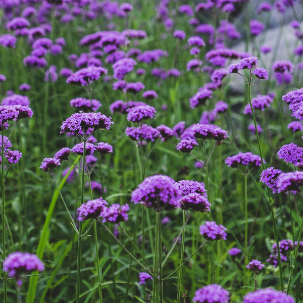 Heliotrope 'Marine'