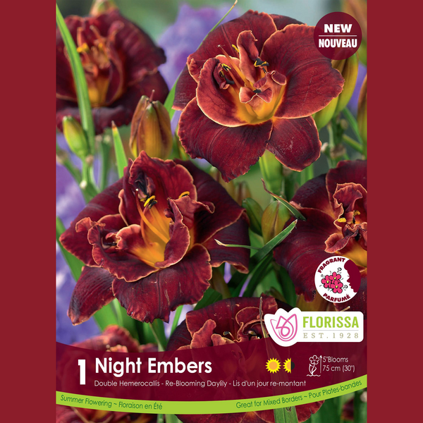 Hémérocalle 'Night Embers' (1 plant)