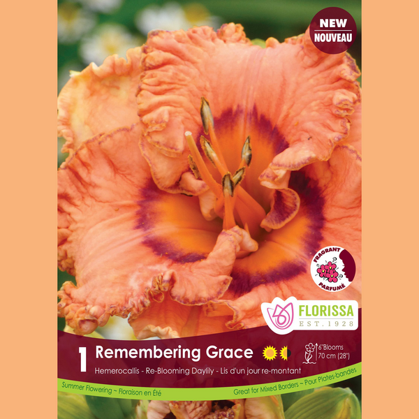 Daylily 'Remembering Grace' (1 plant)