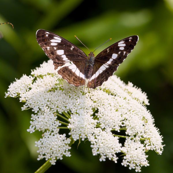 Cow Parsnip