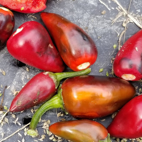 Hot pepper 'Hot Padron' organic