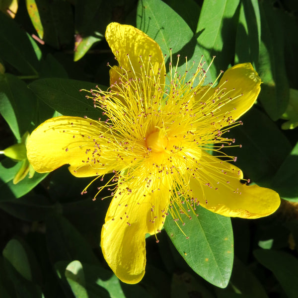 Giant St.John’s-wort