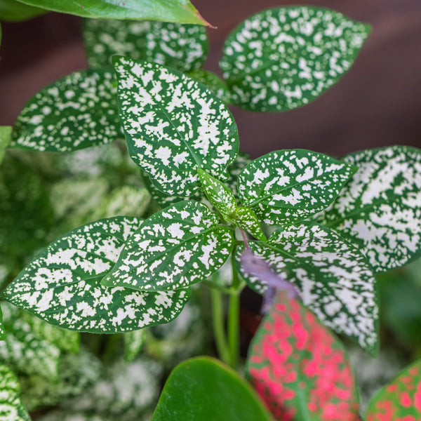 Hypoestes Splash Select™ White