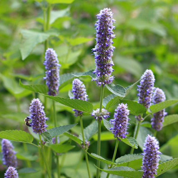 Anise Hyssop