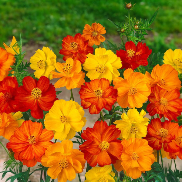 Cosmos 'Bright Light'