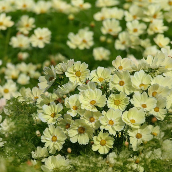 Cosmos 'Xanthos'