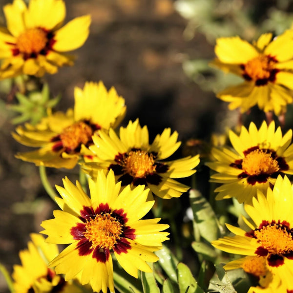 Coreopsis 'Sunfire'