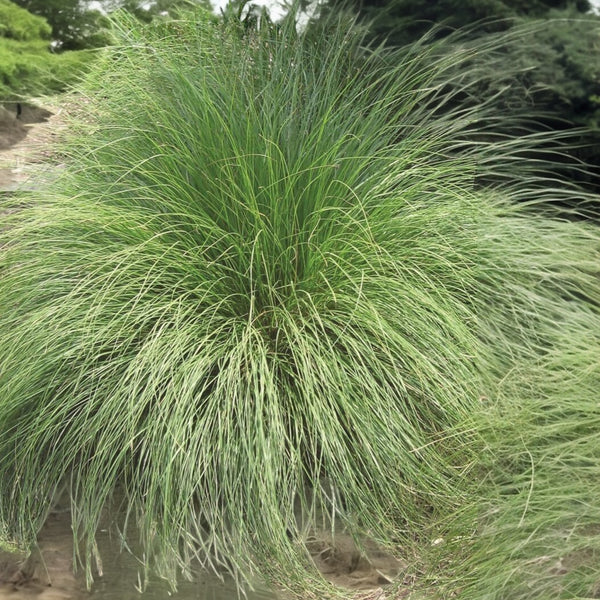 Ornamental Grass 'Blue Fescue'